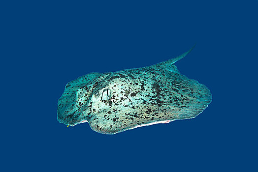 黄貂鱼,深海,阿里环礁,马尔代夫,亚洲