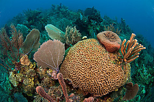 珊瑚礁,展示,品种,珊瑚,伯利兹暗礁,伯利兹