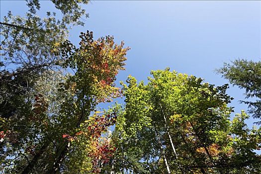 秋天,树,湾,魁北克,加拿大