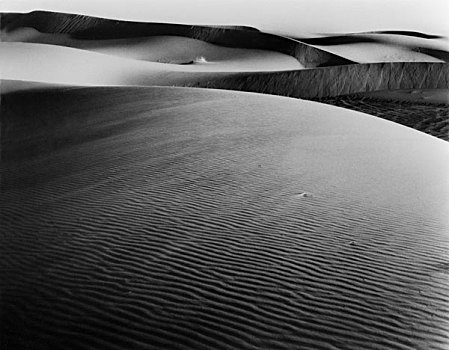沙子,沙丘,孤单,灌木,晚间,撒哈拉沙漠,摩洛哥,2007年