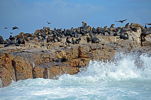 褐色,毛皮,海豹,毛海狮,岬角,鸬鹚,鸬鹚属,海豹岛,西海角,南非,非洲