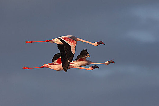 小红鹳,群,飞行,纳库鲁湖,肯尼亚