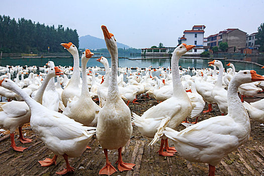鹅,大白鹅,养殖,湖,洁白,鹅群,春节,曲项向天歌
