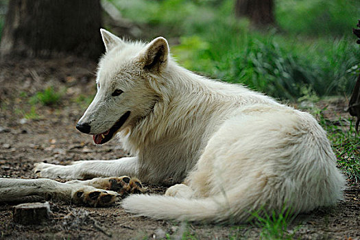 白色,北极狼,躺在地上,狼的棕熊