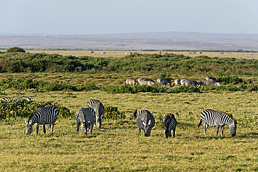 普通,斑马,马,安伯塞利国家公园,肯尼亚,非洲