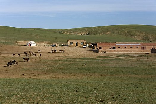 蒙古包,农舍,骑马,农场,内蒙古