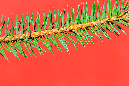 红色背景下的松枝