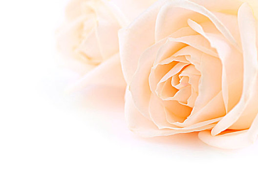 花,背景,两个,精美,亮色调,米色,玫瑰,微距,白色背景
