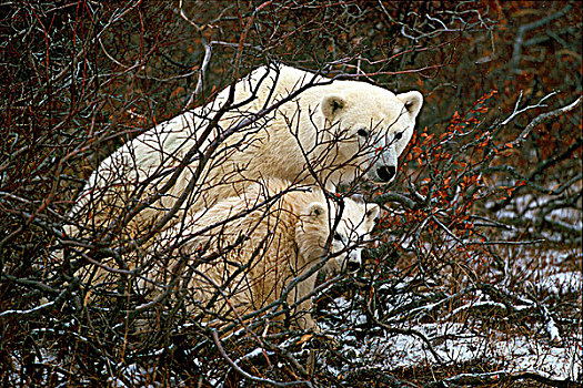 北极熊,幼兽,树林,丘吉尔市,哈得逊湾,曼尼托巴,加拿大