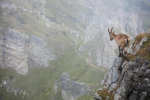 阿尔卑斯野山羊,羱羊,斜坡,正面,山景,瑞士,欧洲