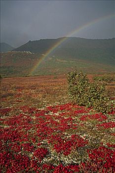 彩虹,上方,河谷,阿拉斯加,秋天,布鲁克斯山