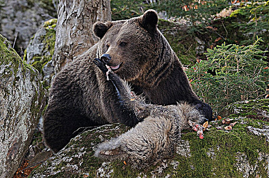 德国,巴伐利亚森林国家公园,棕熊,熊