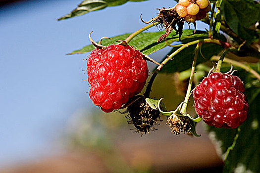 树莓,诺曼底
