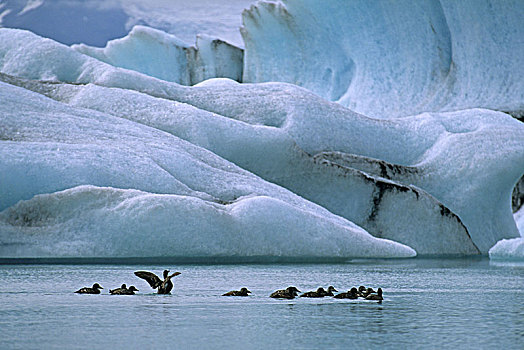 水鸟,冰河,湖,冰岛