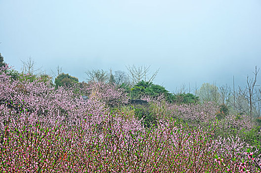 桃花景色