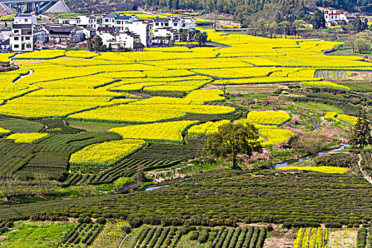 江西婺源,月亮湾,油菜花,徽派建筑,民居