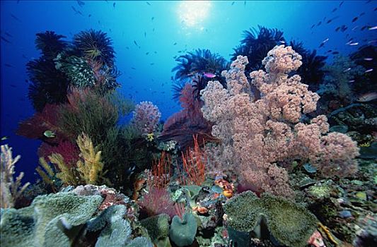礁石,景色,脚,展示,软珊瑚,海洋,海百合,皮革,珊瑚,鞭子,海绵,所罗门群岛
