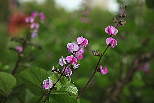 豆角花