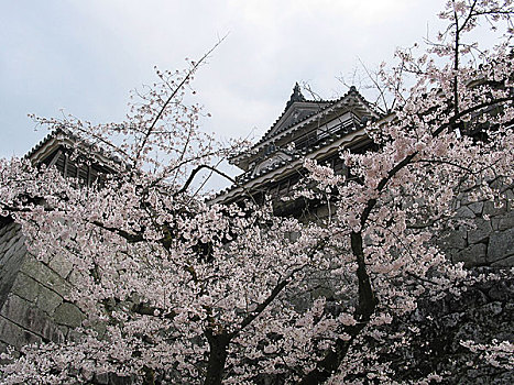 爱媛,松山市,城堡,樱花,风景,光盘