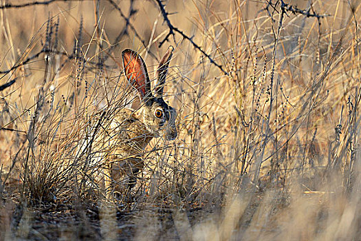 擦洗,野兔,兔属,坐,灌木丛,听,保护色,萨布鲁国家公园,肯尼亚,非洲