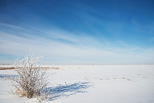 冬季风景,寒冷,艾伯塔省,白天,南,卡尔加里,加拿大