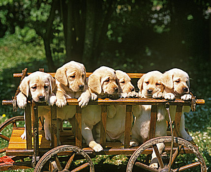 黄色拉布拉多犬,狗,幼仔,站立,手推车