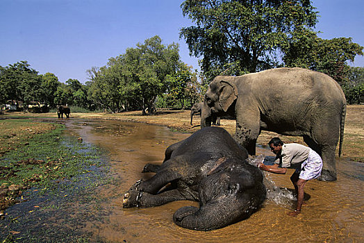 印度,班德哈维夫国家公园,亚洲象,沭浴,驱象者