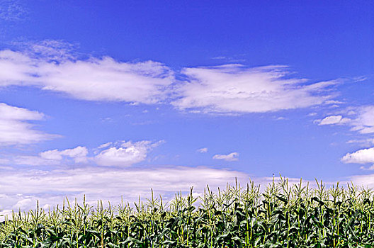 玉米地,夏日天空