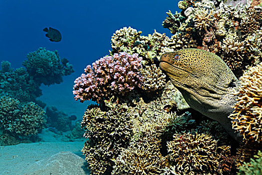巨大,海鳗,看,室外,隐避处,石头,珊瑚,礁石,埃及,红海,非洲
