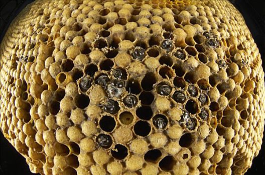 蜜蜂,意大利蜂,蜂窝状,孵化,安静,蜂窝,巴伐利亚,德国