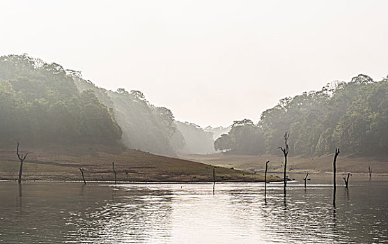佩里亚,坝,丛林,雾气,泰米尔纳德邦,印度,亚洲