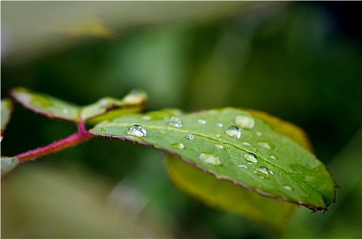 叶子,雨,水滴