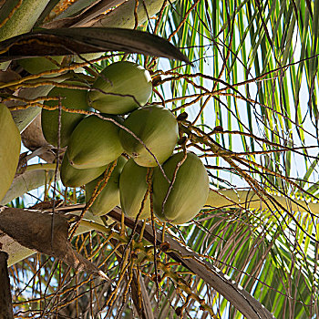 椰树,海湾群岛,洪都拉斯