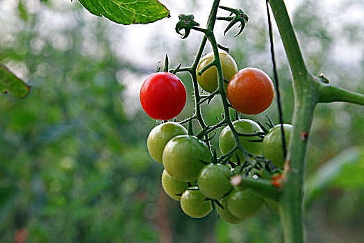 小西红柿大棚种植