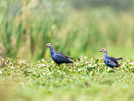 自然状态下在沼泽地觅食的紫水鸡