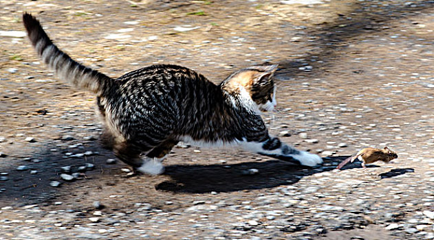 猫,鼠标