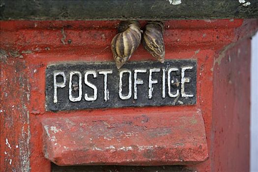 蜗牛,坐,邮箱,斯里兰卡,亚洲