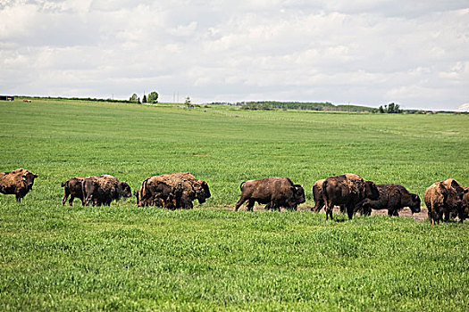 水牛,牧群,草场,艾伯塔省,加拿大