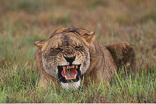 雌狮,博茨瓦纳,非洲