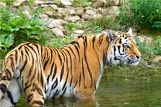 苏门答腊岛,虎,水