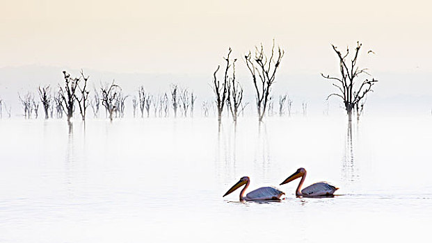 鹈鹕,纳库鲁湖,裂谷,肯尼亚