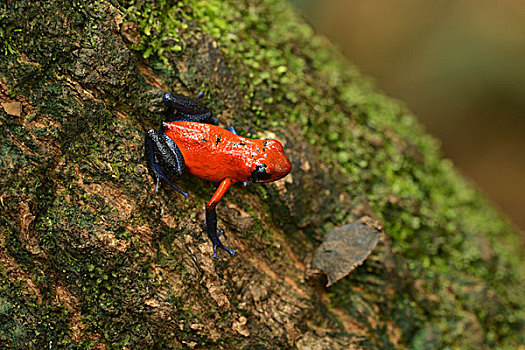 草莓箭毒蛙,火山国家公园,哥斯达黎加,中美洲