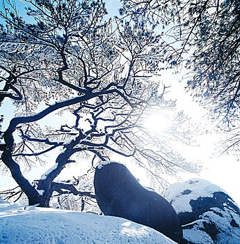 安徽祁门牯牛降雪景,乌龟上树