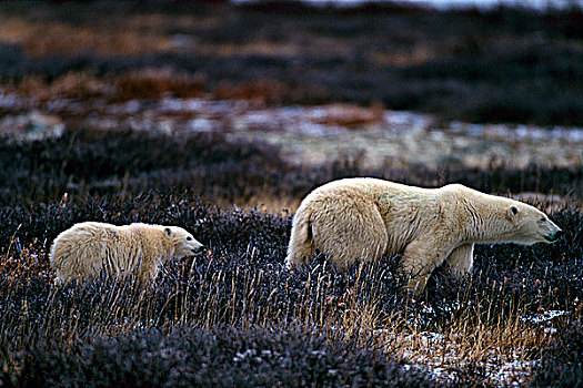 北极熊,幼兽,走,树林,丘吉尔市,哈得逊湾,曼尼托巴,加拿大