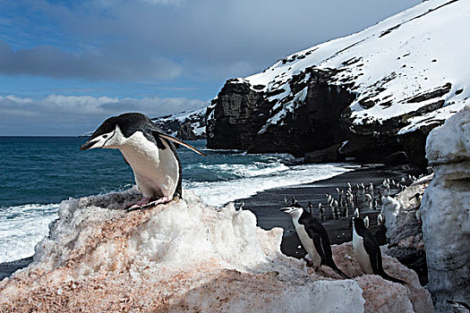 南极,南设得兰群岛,帽带企鹅,阿德利企鹅属,欺骗岛