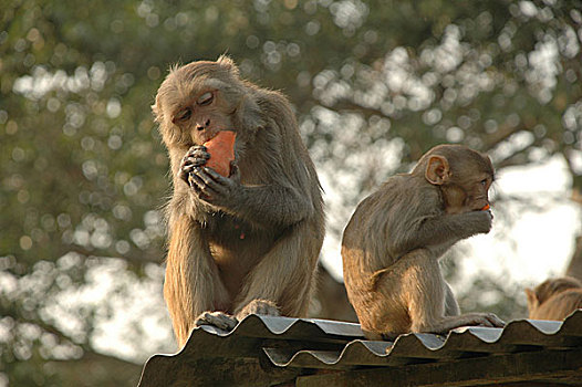 猴子,吃,水果,本地居民,提供,风景,城镇,孟加拉,二月,2008年