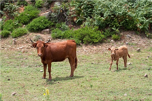 女性,长角牛,母牛,幼兽