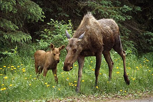 母牛,驼鹿,幼兽,一起,夏天,阿拉斯加