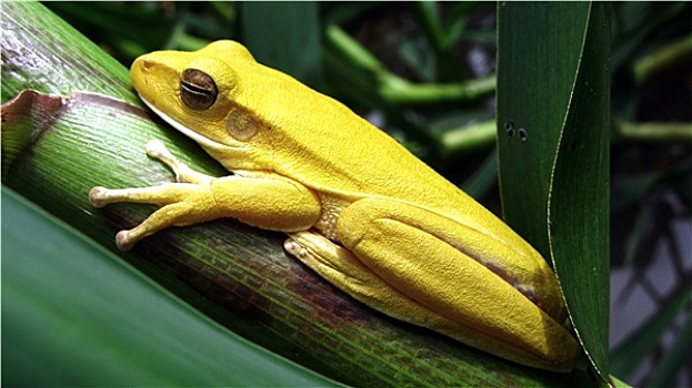 黄色,青蛙,潘塔纳尔,巴西