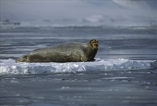 髯海豹,休息,浮冰,斯瓦尔巴特群岛,挪威